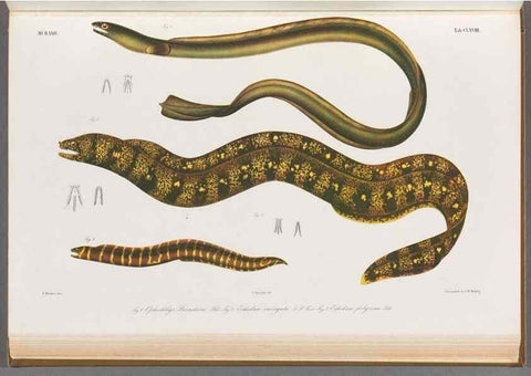 Reproducción/Reproduction 48909238137: Atlas ichthyologique des Indes orientales néêrlandaises :. Amsterdam :Frédéric Muller, editeur,1862-1878. 