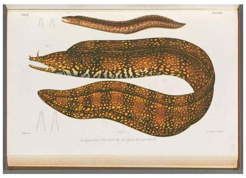 Reproducción/Reproduction 48908503293: Atlas ichthyologique des Indes orientales néêrlandaises :. Amsterdam :Frédéric Muller, editeur,1862-1878. 
