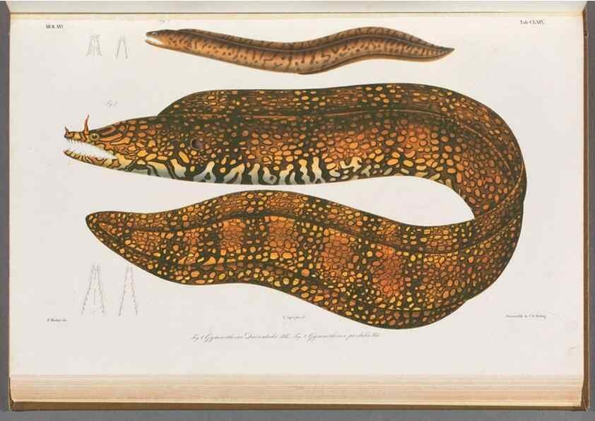 Reproducción/Reproduction 48908503293: Atlas ichthyologique des Indes orientales néêrlandaises :. Amsterdam :Frédéric Muller, editeur,1862-1878. 