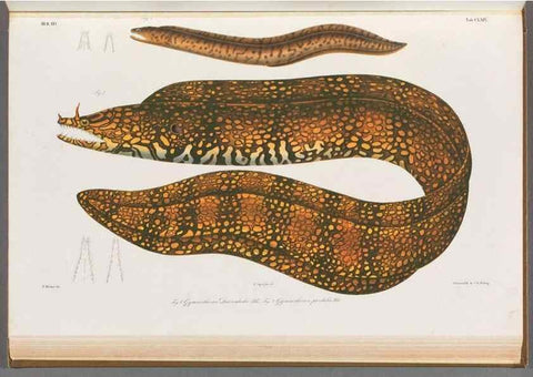 Reproducción/Reproduction 48908503293: Atlas ichthyologique des Indes orientales néêrlandaises :. Amsterdam :Frédéric Muller, editeur,1862-1878. 