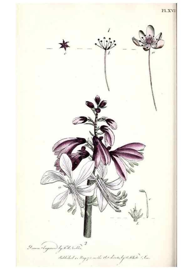 Reproducción/Reproduction 48908619308: Thirty-eight plates, with explanations :. London :Printed for Longman, Hurst, Rees, Orme, and Browne,1817.. 