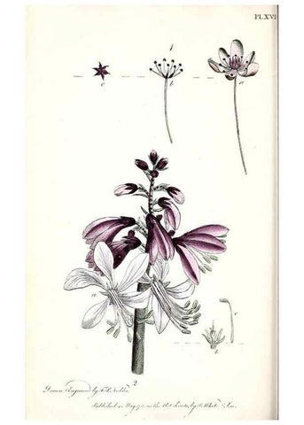 Reproducción/Reproduction 48908619308: Thirty-eight plates, with explanations :. London :Printed for Longman, Hurst, Rees, Orme, and Browne,1817.. 
