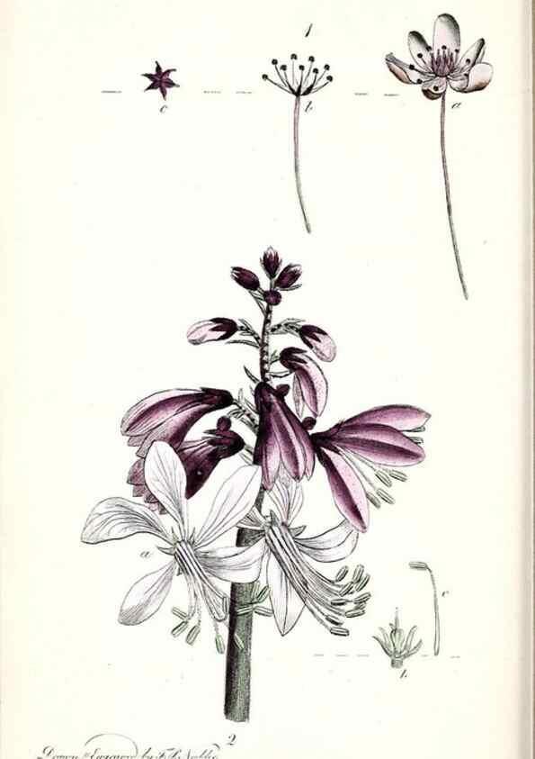 Reproducción/Reproduction 48908619308: Thirty-eight plates, with explanations :. London :Printed for Longman, Hurst, Rees, Orme, and Browne,1817.. 