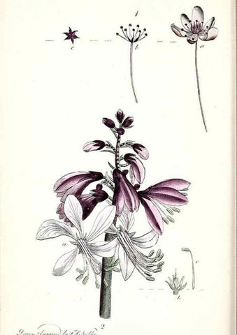 Reproducción/Reproduction 48908619308: Thirty-eight plates, with explanations :. London :Printed for Longman, Hurst, Rees, Orme, and Browne,1817.. 