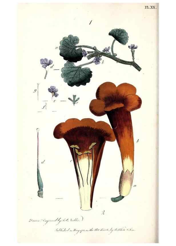 Reproducción/Reproduction 48908619613: Thirty-eight plates, with explanations :. London :Printed for Longman, Hurst, Rees, Orme, and Browne,1817.. 