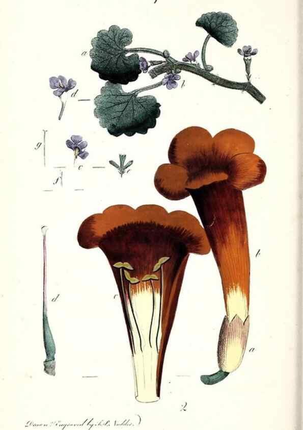 Reproducción/Reproduction 48908619613: Thirty-eight plates, with explanations :. London :Printed for Longman, Hurst, Rees, Orme, and Browne,1817.. 