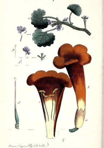 Reproducción/Reproduction 48908619613: Thirty-eight plates, with explanations :. London :Printed for Longman, Hurst, Rees, Orme, and Browne,1817.. 