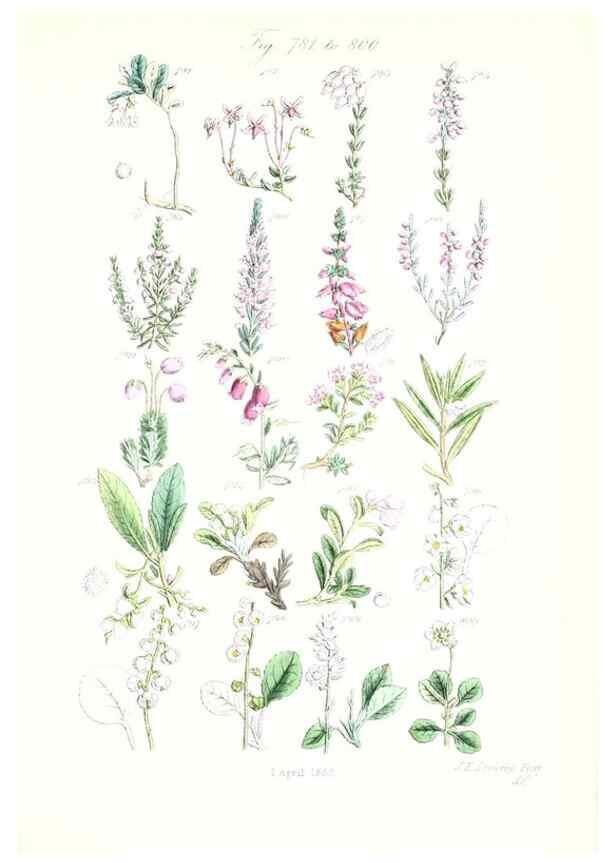 Reproducción/Reproduction 48908656458: British wild flowers.. London,J. Van Voorst,1876.. 