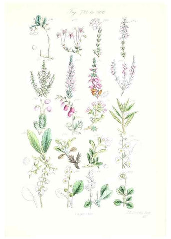 Reproducción/Reproduction 48908656458: British wild flowers.. London,J. Van Voorst,1876.. 
