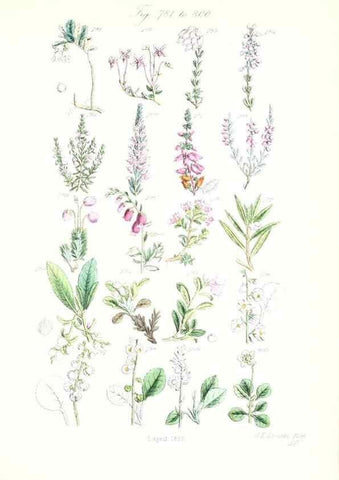 Reproducción/Reproduction 48908656458: British wild flowers.. London,J. Van Voorst,1876.. 
