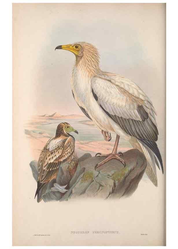 Reproducción/Reproduction 48914646336: The birds of Great Britain. London :Printed by Taylor and Francis, published by the author,1873.. 