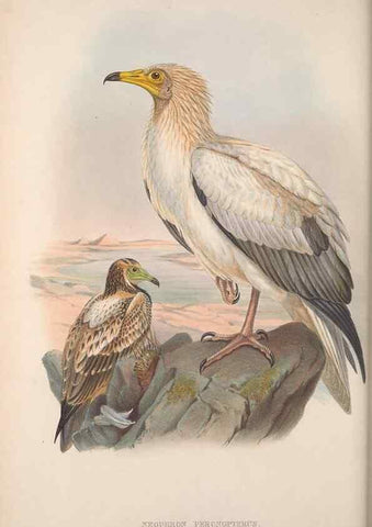 Reproducción/Reproduction 48914646336: The birds of Great Britain. London :Printed by Taylor and Francis, published by the author,1873.. 