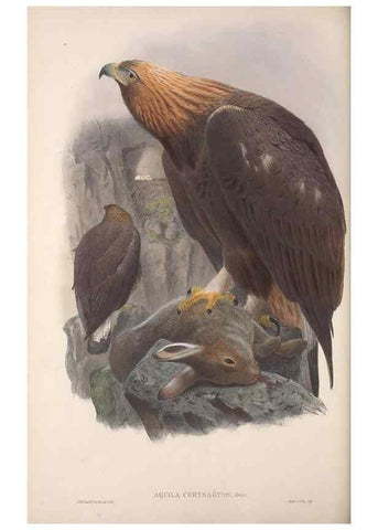 Reproducción/Reproduction 48914646671: The birds of Great Britain. London :Printed by Taylor and Francis, published by the author,1873.. 