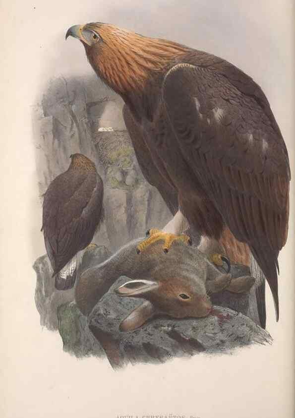 Reproducción/Reproduction 48914646671: The birds of Great Britain. London :Printed by Taylor and Francis, published by the author,1873.. 
