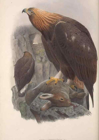 Reproducción/Reproduction 48914646671: The birds of Great Britain. London :Printed by Taylor and Francis, published by the author,1873.. 