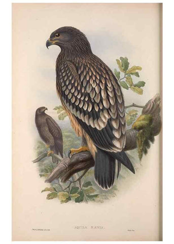 Reproducción/Reproduction 48914647066: The birds of Great Britain. London :Printed by Taylor and Francis, published by the author,1873.. 