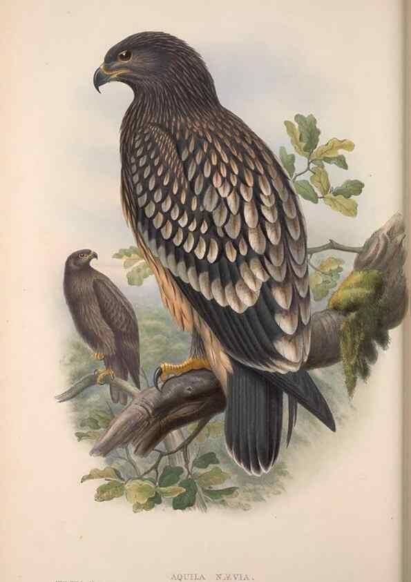 Reproducción/Reproduction 48914647066: The birds of Great Britain. London :Printed by Taylor and Francis, published by the author,1873.. 