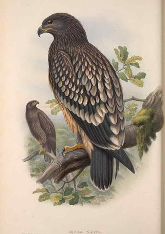 Reproducción/Reproduction 48914647066: The birds of Great Britain. London :Printed by Taylor and Francis, published by the author,1873.. 