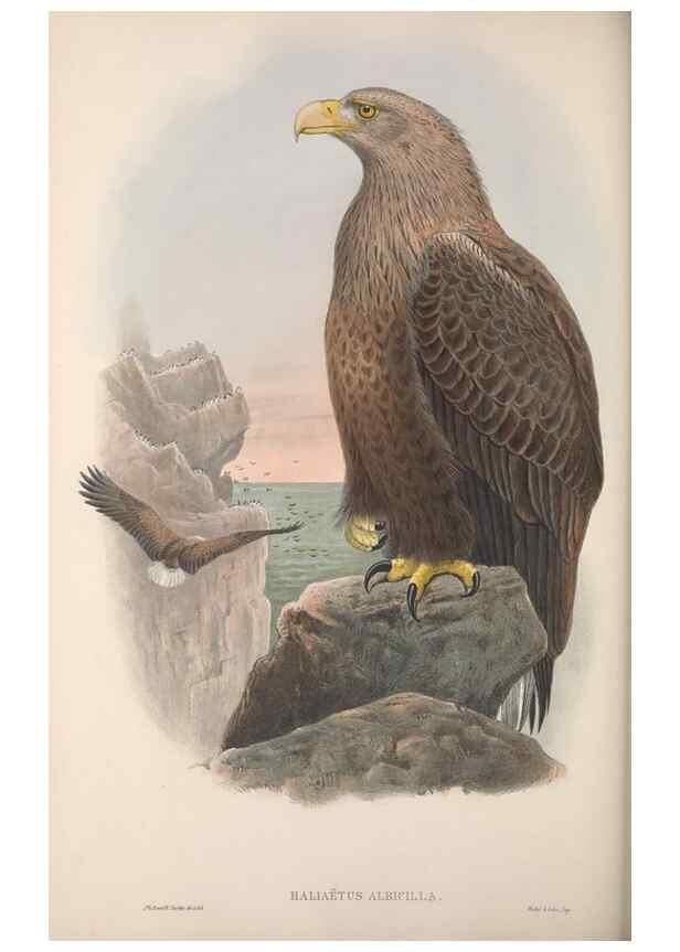 Reproducción/Reproduction 48914853747: The birds of Great Britain. London :Printed by Taylor and Francis, published by the author,1873.. 