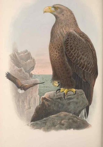 Reproducción/Reproduction 48914853747: The birds of Great Britain. London :Printed by Taylor and Francis, published by the author,1873.. 