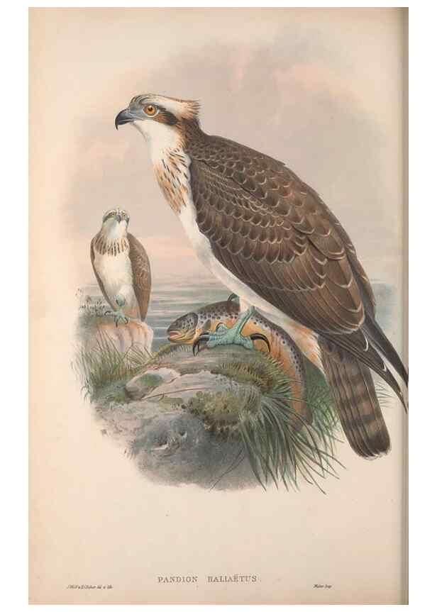 Reproducción/Reproduction 48914647786: The birds of Great Britain. London :Printed by Taylor and Francis, published by the author,1873.. 