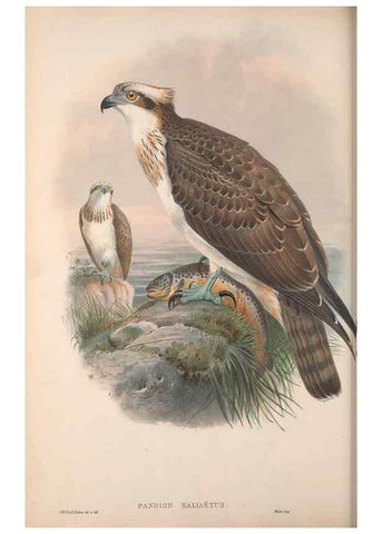 Reproducción/Reproduction 48914647786: The birds of Great Britain. London :Printed by Taylor and Francis, published by the author,1873.. 