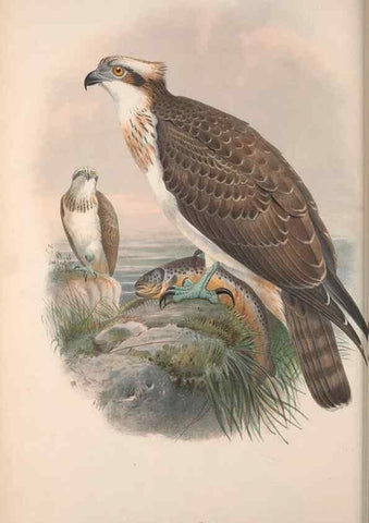 Reproducción/Reproduction 48914647786: The birds of Great Britain. London :Printed by Taylor and Francis, published by the author,1873.. 