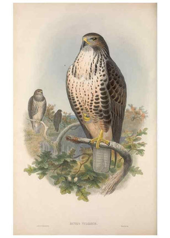 Reproducción/Reproduction 48914648136: The birds of Great Britain. London :Printed by Taylor and Francis, published by the author,1873.. 