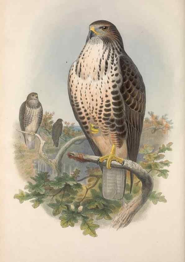 Reproducción/Reproduction 48914648136: The birds of Great Britain. London :Printed by Taylor and Francis, published by the author,1873.. 