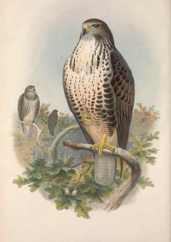 Reproducción/Reproduction 48914648136: The birds of Great Britain. London :Printed by Taylor and Francis, published by the author,1873.. 