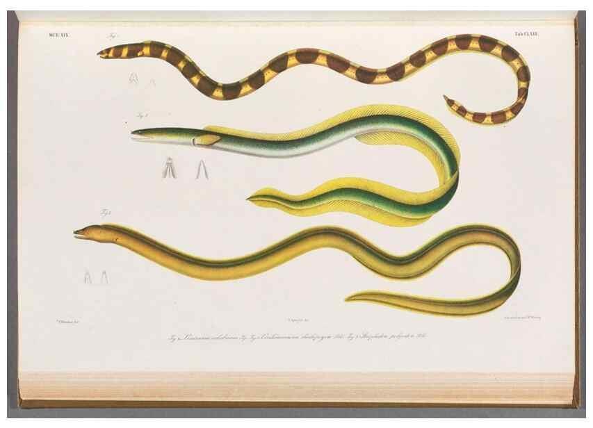 Reproducción/Reproduction 48908495413: Atlas ichthyologique des Indes orientales néêrlandaises :. Amsterdam :Frédéric Muller, editeur,1862-1878. 