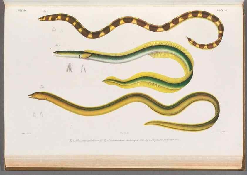Reproducción/Reproduction 48908495413: Atlas ichthyologique des Indes orientales néêrlandaises :. Amsterdam :Frédéric Muller, editeur,1862-1878. 