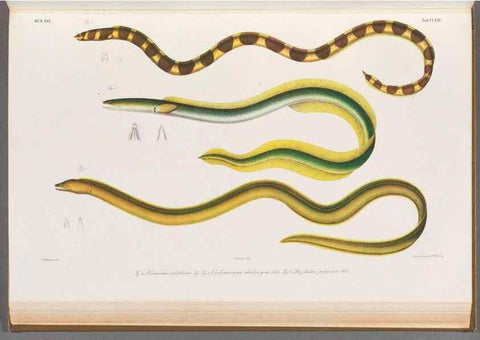 Reproducción/Reproduction 48908495413: Atlas ichthyologique des Indes orientales néêrlandaises :. Amsterdam :Frédéric Muller, editeur,1862-1878. 