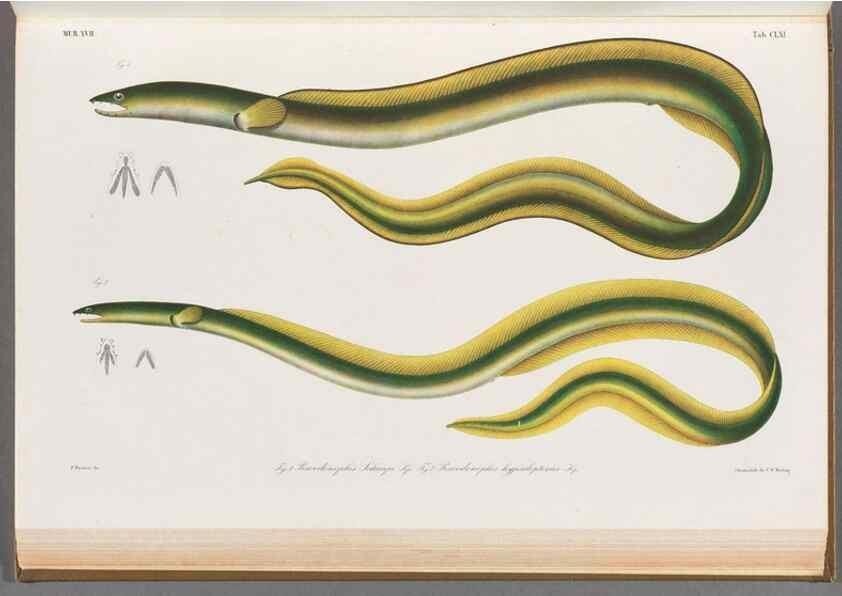Reproducción/Reproduction 48909023311: Atlas ichthyologique des Indes orientales néêrlandaises :. Amsterdam :Frédéric Muller, editeur,1862-1878. 