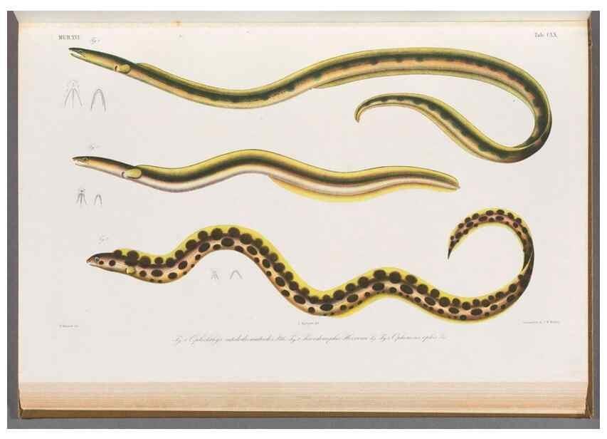 Reproducción/Reproduction 48909022871: Atlas ichthyologique des Indes orientales néêrlandaises :. Amsterdam :Frédéric Muller, editeur,1862-1878. 