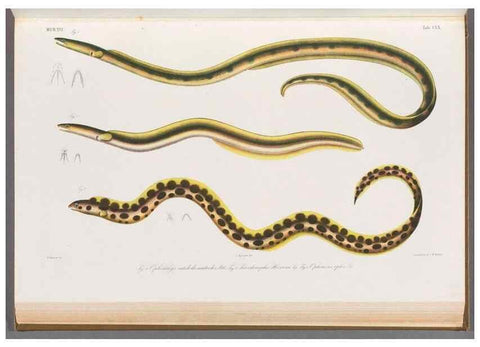 Reproducción/Reproduction 48909022871: Atlas ichthyologique des Indes orientales néêrlandaises :. Amsterdam :Frédéric Muller, editeur,1862-1878. 