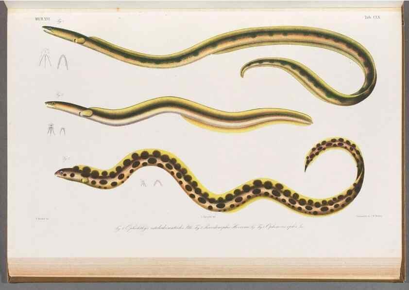 Reproducción/Reproduction 48909022871: Atlas ichthyologique des Indes orientales néêrlandaises :. Amsterdam :Frédéric Muller, editeur,1862-1878. 