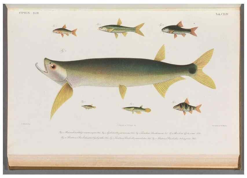 Reproducción/Reproduction 48909016036: Atlas ichthyologique des Indes orientales néêrlandaises :. Amsterdam :Frédéric Muller, editeur,1862-1878. 