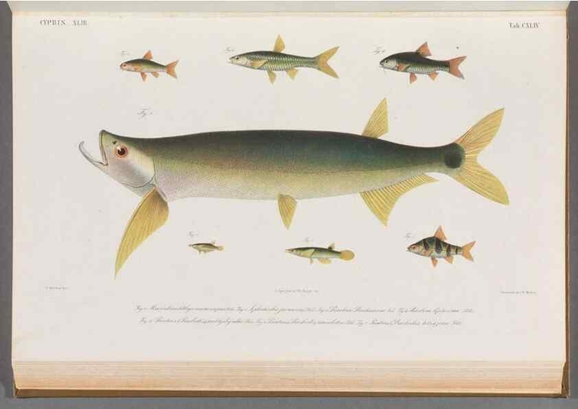 Reproducción/Reproduction 48909016036: Atlas ichthyologique des Indes orientales néêrlandaises :. Amsterdam :Frédéric Muller, editeur,1862-1878. 
