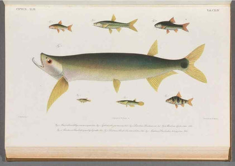 Reproducción/Reproduction 48909016036: Atlas ichthyologique des Indes orientales néêrlandaises :. Amsterdam :Frédéric Muller, editeur,1862-1878. 