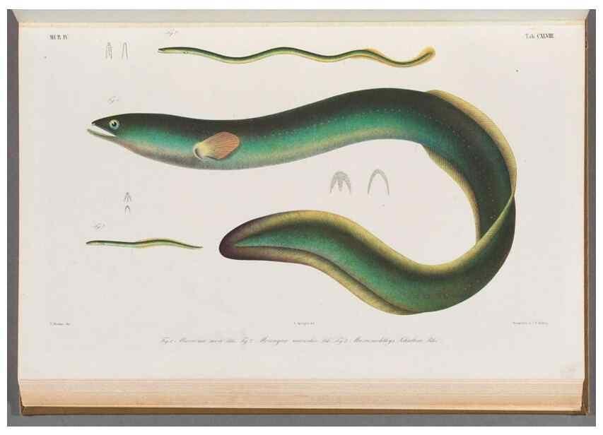 Reproducción/Reproduction 48908488943: Atlas ichthyologique des Indes orientales néêrlandaises :. Amsterdam :Frédéric Muller, editeur,1862-1878. 