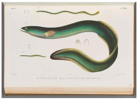 Reproducción/Reproduction 48908488943: Atlas ichthyologique des Indes orientales néêrlandaises :. Amsterdam :Frédéric Muller, editeur,1862-1878. 