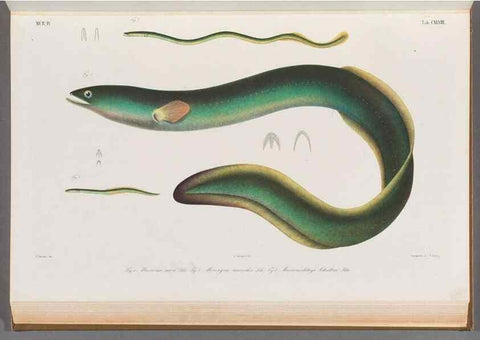 Reproducción/Reproduction 48908488943: Atlas ichthyologique des Indes orientales néêrlandaises :. Amsterdam :Frédéric Muller, editeur,1862-1878. 