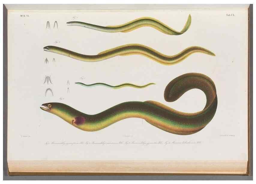 Reproducción/Reproduction 48908489688: Atlas ichthyologique des Indes orientales néêrlandaises :. Amsterdam :Frédéric Muller, editeur,1862-1878. 