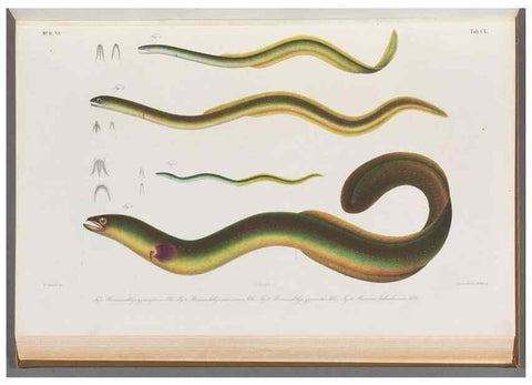 Reproducción/Reproduction 48908489688: Atlas ichthyologique des Indes orientales néêrlandaises :. Amsterdam :Frédéric Muller, editeur,1862-1878. 