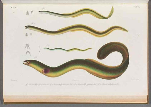 Reproducción/Reproduction 48908489688: Atlas ichthyologique des Indes orientales néêrlandaises :. Amsterdam :Frédéric Muller, editeur,1862-1878. 