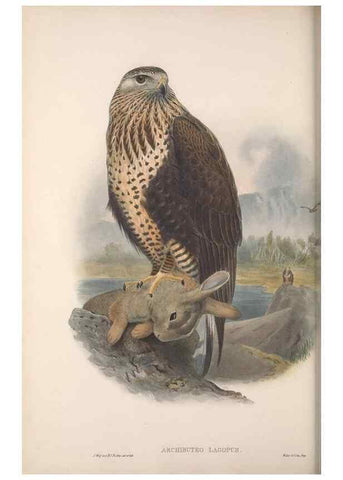 Reproducción/Reproduction 48914854857: The birds of Great Britain. London :Printed by Taylor and Francis, published by the author,1873.. 