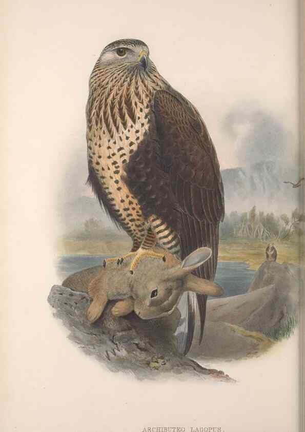 Reproducción/Reproduction 48914854857: The birds of Great Britain. London :Printed by Taylor and Francis, published by the author,1873.. 