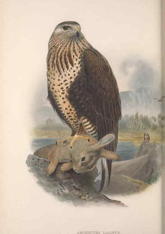 Reproducción/Reproduction 48914854857: The birds of Great Britain. London :Printed by Taylor and Francis, published by the author,1873.. 