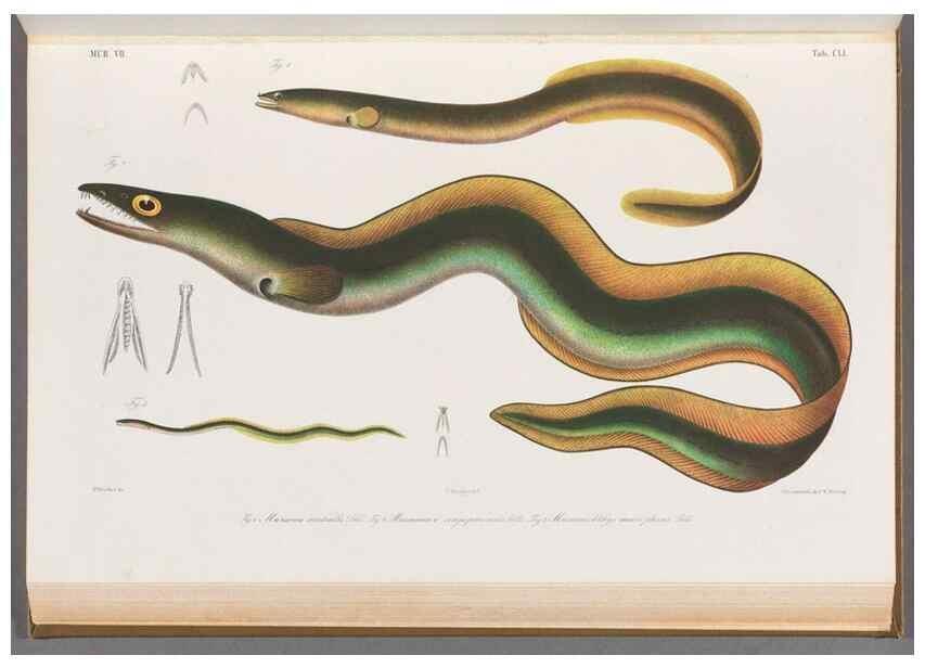 Reproducción/Reproduction 48909226222: Atlas ichthyologique des Indes orientales néêrlandaises :. Amsterdam :Frédéric Muller, editeur,1862-1878. 